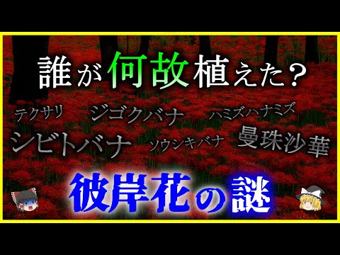 ハイララナ ガラメンシスについて詳しく解説