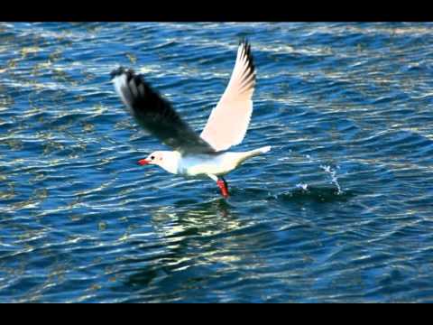 Efto Pupinoski - Visen Galebe