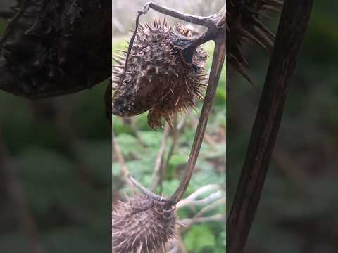Jimson Weed (DONT TOUCH   IT)