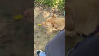 Video preview image #1 Mutt Puppy For Sale in Crandall, GA, USA