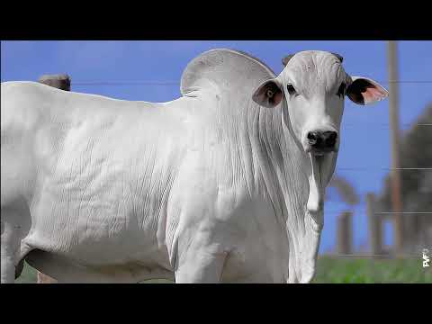 TOURO NELORE - 449 FIV ACN - ACNN 449