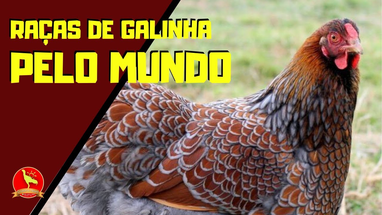 Qual é a melhor RAÇA de GALINHA do mundo?