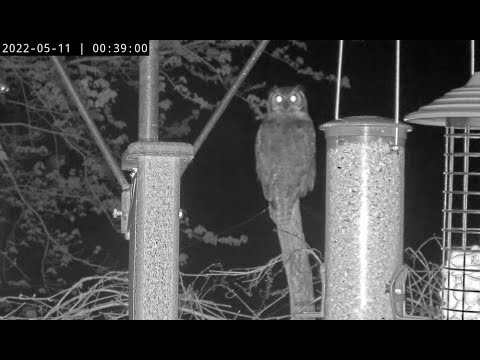 Great Horned Owl Makes a Midnight Stop at the Cornell Feeders