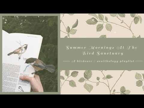 Summer mornings at the bird sanctuary | A peaceful birdcore / ornithology playlist + ambience