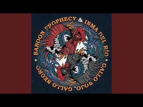 Gallo Rojo, Gallo Negro