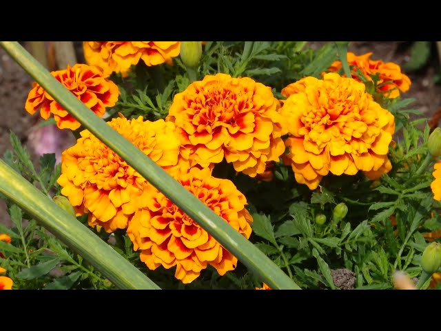 «Удачный сезон»