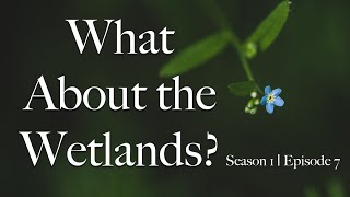 What About the Wetlands? S1 Ep 07