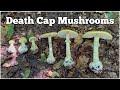 Death Cap Mushrooms (Amanita phalloides) | How to identify and avoid this deadly poisonous fungi