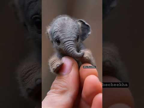 Oh My God😰Wait for and😳Smallest elephant Ever Imagined😂 #viralcontent #shorts #animals #elephant