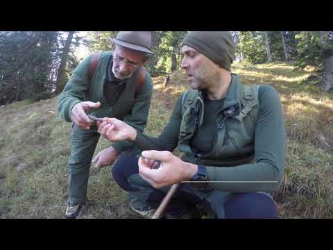 📯 Nachsuche - HAUPTPRÜFUNG - Gamsbock 🌿HUNTING