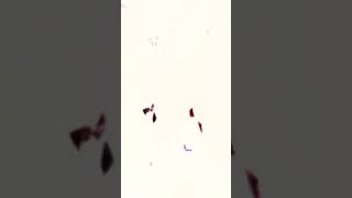 TIKTOK DANCE - Cosplay anime tiktok #shorts #tiktokdance