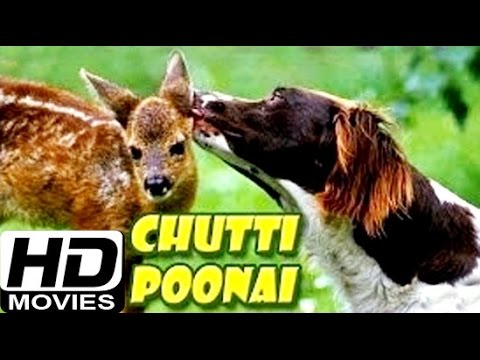 CHUTTI POONAI