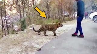 Jaguar Keeps Following The Tourist - When He Realizes Why, He Bursts Into Tears