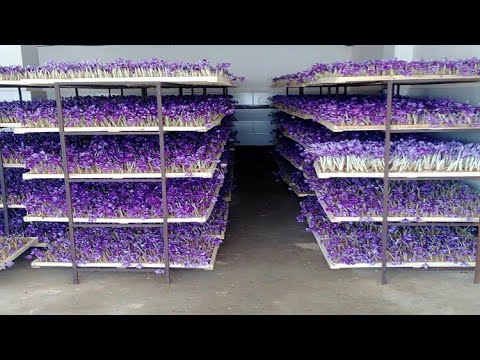 How to Farming Saffron? Saffron agriculture process,Vertical Saffron production