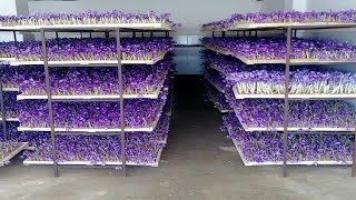 How to Farming Saffron? Saffron agriculture process,Vertical Saffron production