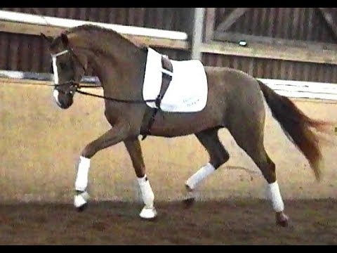 Bon Jolie - Hann. DF.St. *2016 v. Bon Coeur - Longton - Wild Dance