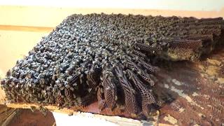 Why is it so hard to find a bee hive when you can see where the bees are entering?