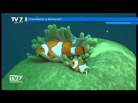 Tv7 con Voi del 14/1/2016 - Torniamo a Komodo (3 di 3)