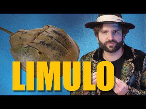 Il suo sangue blu ti ha salvato la vita