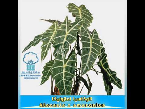 , title : 'نبات الوكاسيا Alucasia plant'