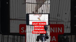 Download lagu Konin Gacor Saat Disuruh Bekerja Oleh Pemiliknya ! #kicaumaniaindonesia mp3 Download lagu Konin Gacor Saat Disuruh Bekerja Oleh Pemiliknya ! #kicaumaniaindonesia mp3