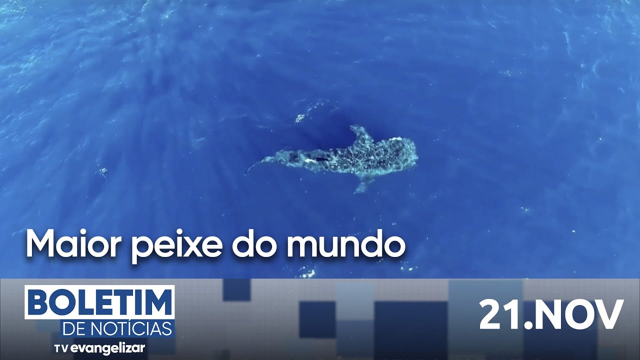 Maior peixe do mundo é avistado no litoral do Espírito Santo | Boletim de Notícias | 21/11/24