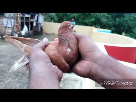 Top High Flying Pigeons-teddi Kabootar brown Video