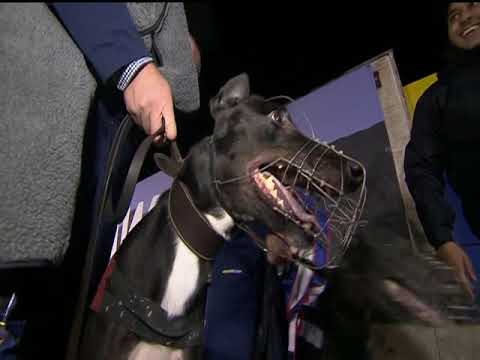 WILLIAM HILL SPRINT - T1 AFFANE PARTY