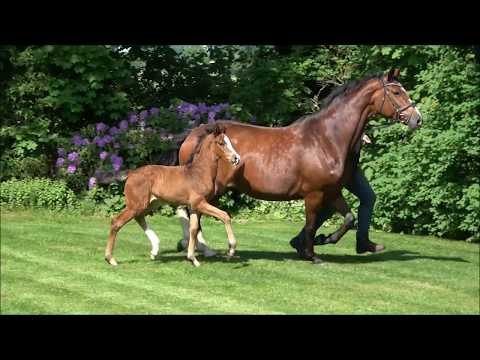 *2018 Stute von Zoom - Florenciano. SOLD!!!