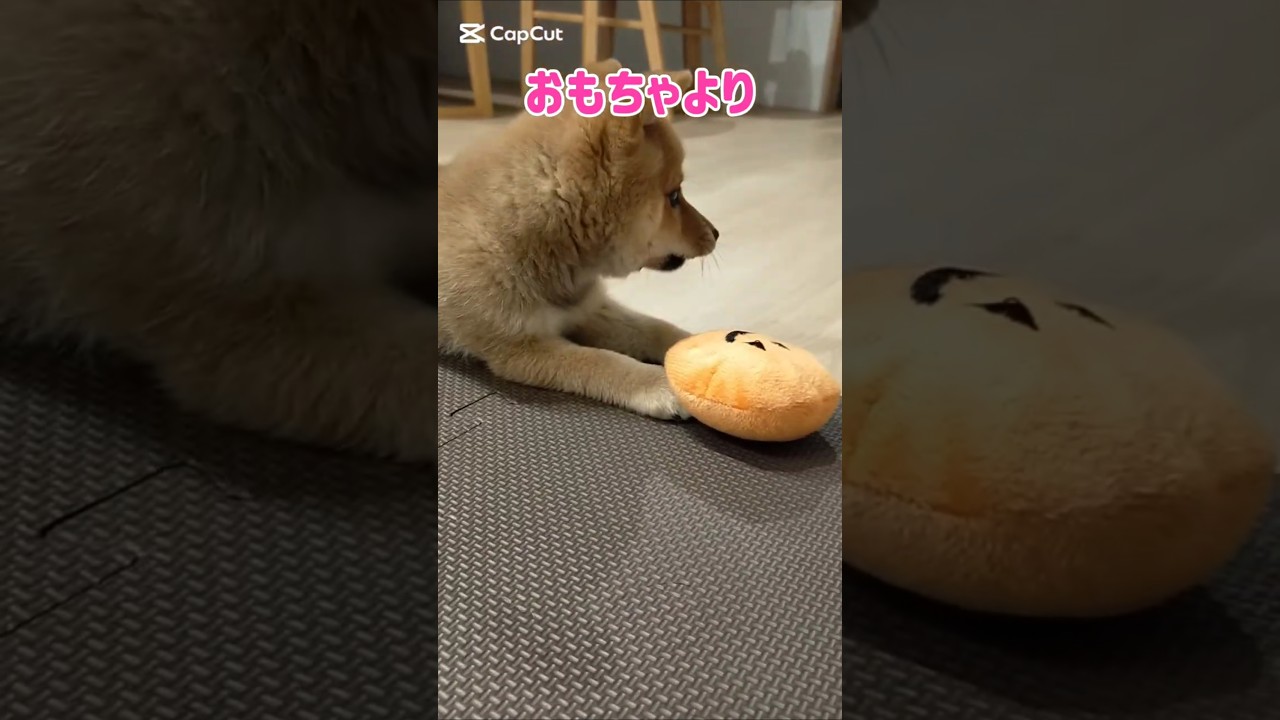 おもちゃよりスリッパが好き【豆柴】#shorts#豆柴#柴犬#赤ちゃん#dog