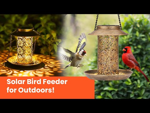 Solar Bird Feeder