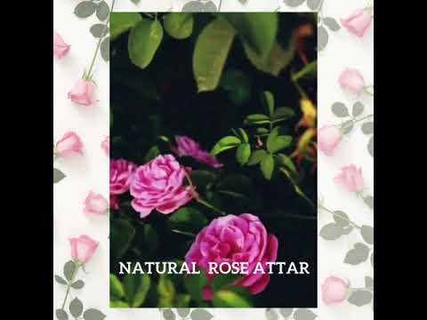 Rose Attar Sandalwood Based, 10 ml to 5 kg
