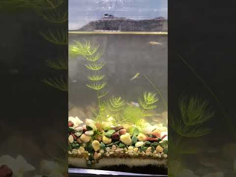 Shrimp swimming