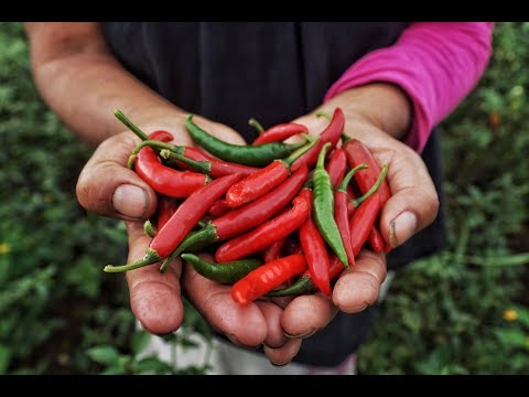 The Empowering Journey of the Indigenous Women of Tlaola and their Chile Serrano