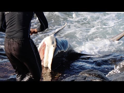 Fishing Carpe Diem Mazeppa Bay | ASFN Rock & Surf