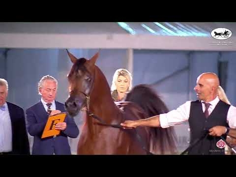 N 244 J ZILZAL   Fujairah AH Championship 2022   Colts 3 Years Old Class 7