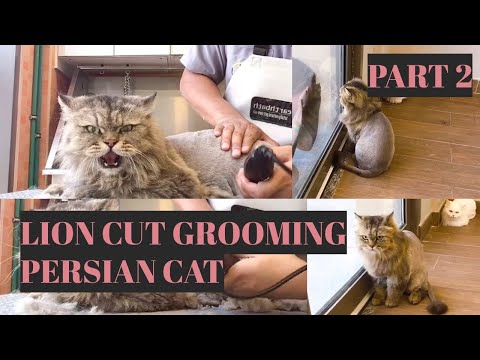 Aggressive Persian Cat Gets A Lion Cut (Part 2)  |  Bunny TV