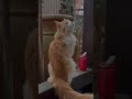 Bohemian Catsody Funny Viralshorts Viralvideo Catsings Cathunting Mainecoon Queen Catlove