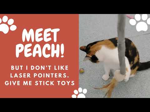 Peach, an adopted Domestic Short Hair in Charles Town, WV_image-1