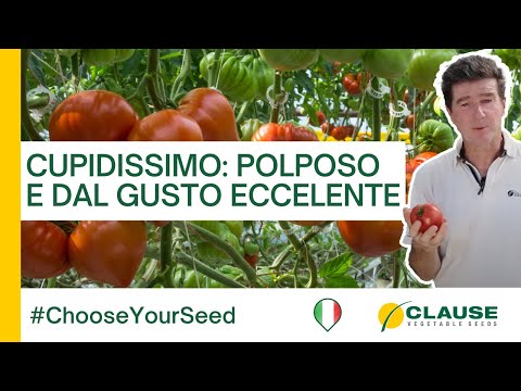 Video: CUPIDISSIMO F1