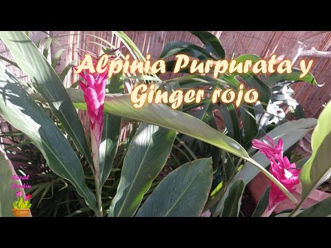 , title : 'Platicando sobre Alpinia Purpurata y Ginger rojo'