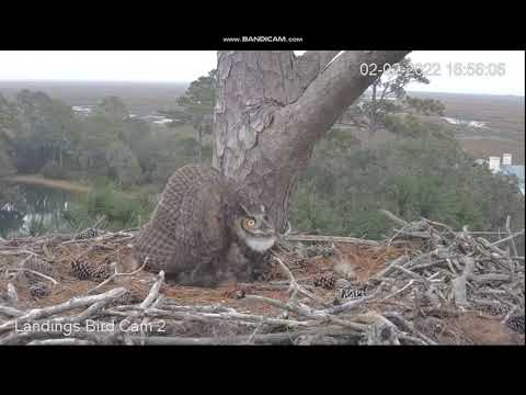 Great Horned Owls, Savannah, GA Cam 3,  02 February 2022