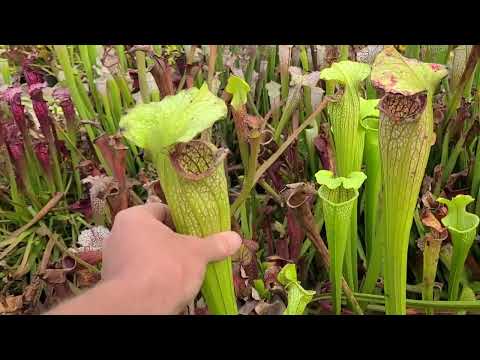 Sarracenia Greenhouse Tour September 23rd, 2022