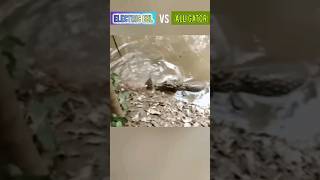 Electric EEL vs. Alligator