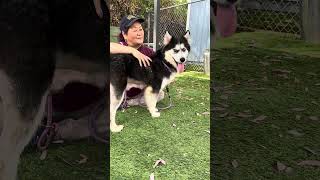Video preview image #1 Siberian Husky Puppy For Sale in Pasadena, CA, USA