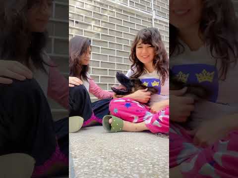 Mari jan #germanshepherd #music #song #pop #lyrics #cover #viralcontent #funny #comedy #fahmeem