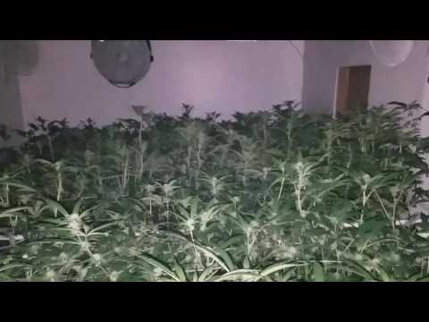 OG KUSH WEEK 4 - small room 6 lights