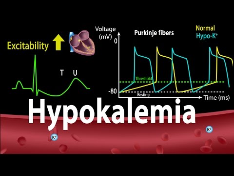 Cardiovascular System Overview Animation