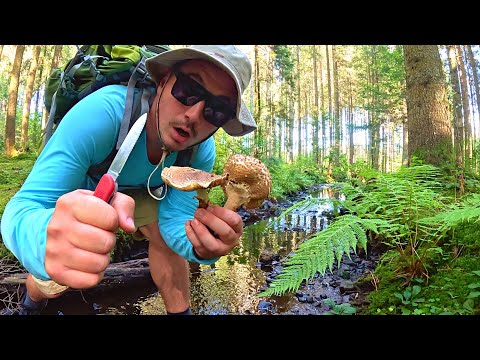 Solo BLACK FOREST Survival Challenge!!! (NO FOOD, NO WATER)