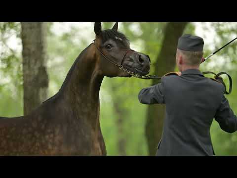 𝐁𝐀𝐁𝐄𝐓𝐓𝐀 (𝐄𝐦𝐞𝐫𝐚𝐥𝐝 𝐉 𝐱 𝐁𝐞𝐥𝐢𝐧𝐝𝐚, 𝐛𝐲 𝐊𝐚𝐡𝐢𝐥 𝐀𝐥 𝐒𝐡𝐚𝐪𝐚𝐛)⁣, 𝟐𝟎𝟐𝟎 𝐅𝐢𝐥𝐥𝐲⁣ - PRIDE OF POLAND 2023